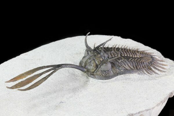 An example of a well prepared Walliserops trilobite from the same locality.